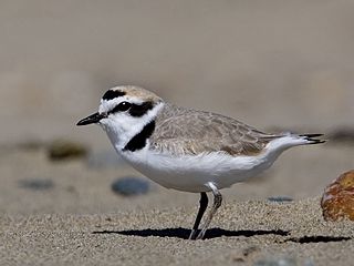 A snowy plover