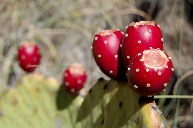 Prickly pear